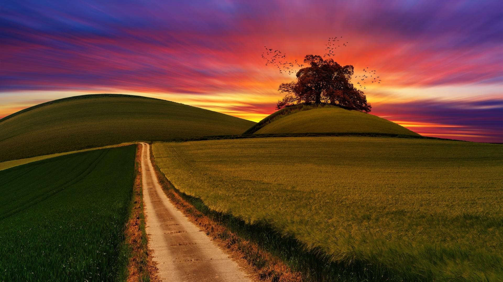 Path through a green meadow towards a lone tree at sunset