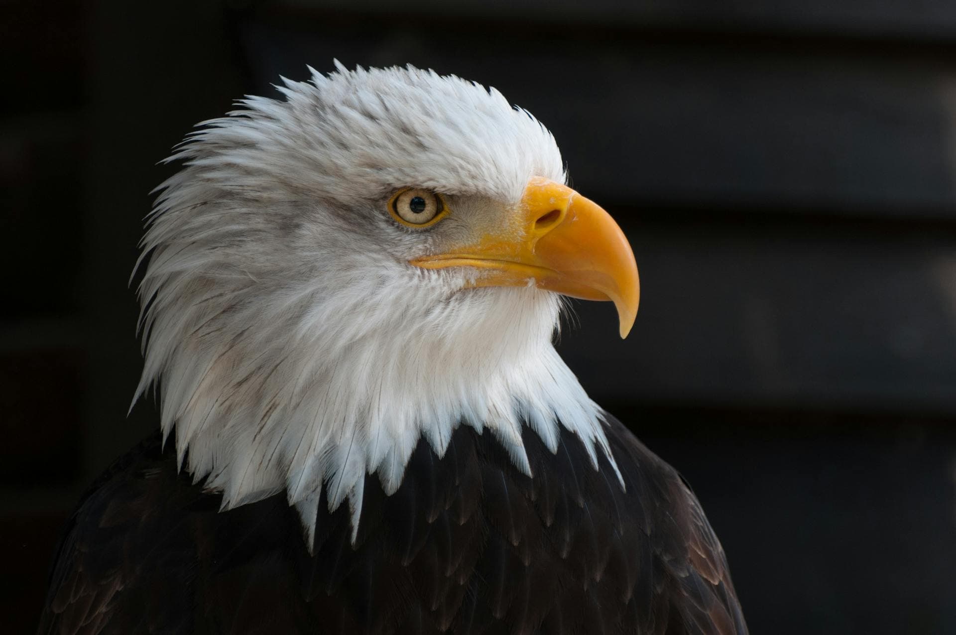 Eagle — freedom, vision, reward