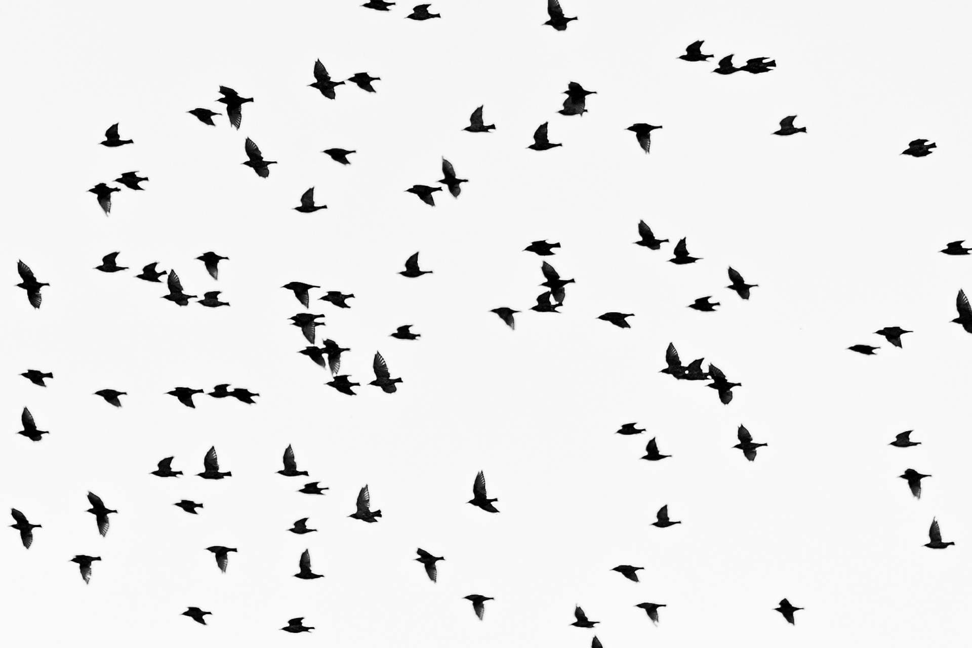 Birds in formation — perfect coordination