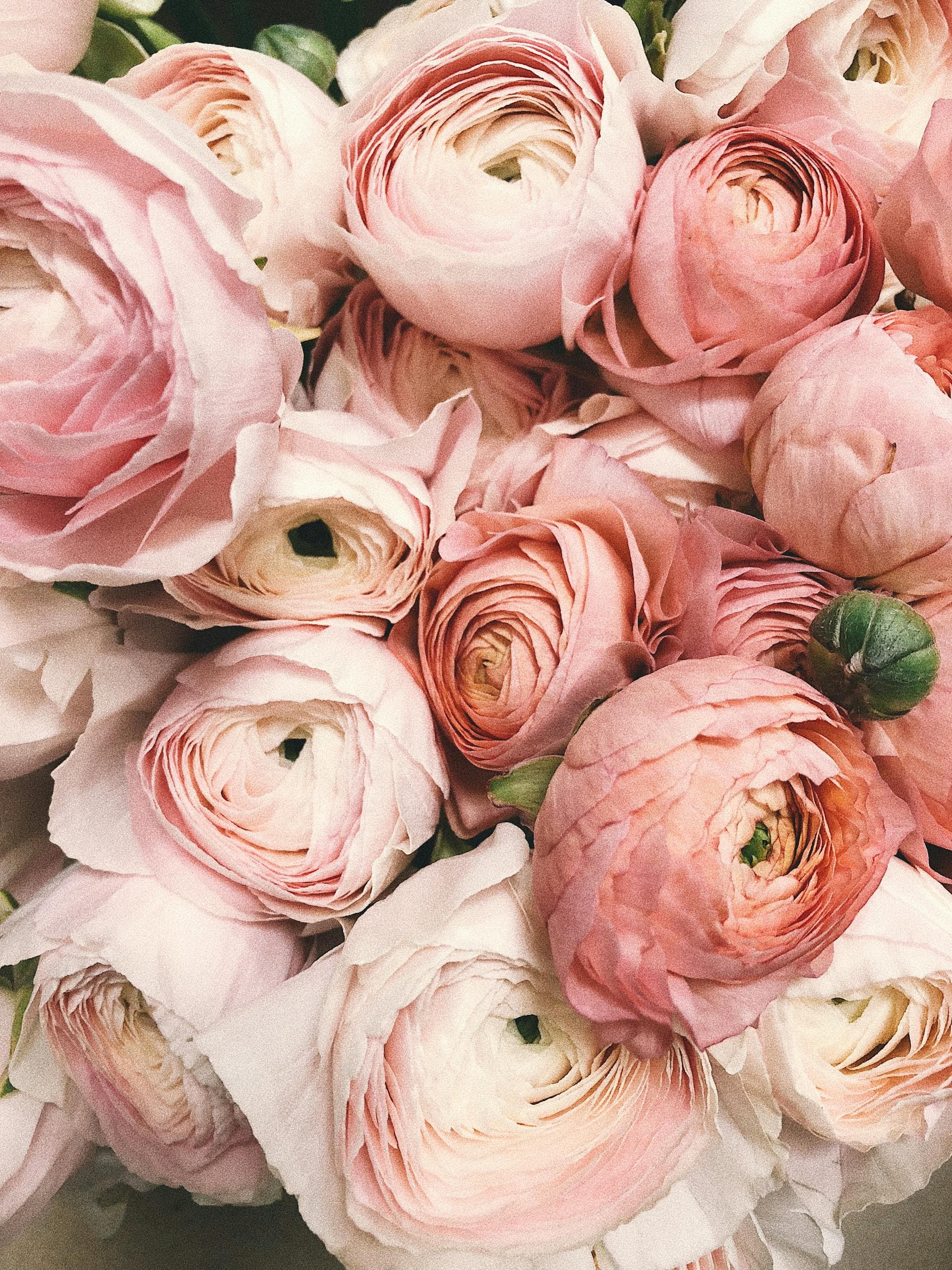 Pink peonies — beauty, romance, bloom