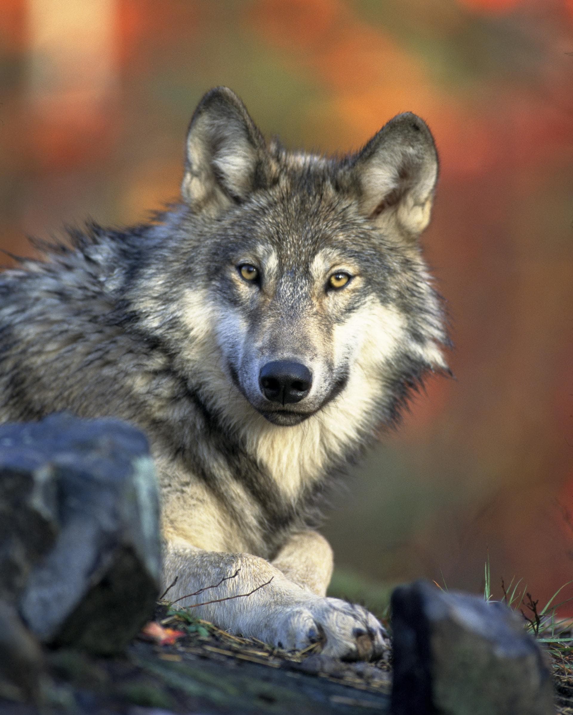 Wolf — the guide who knows every path